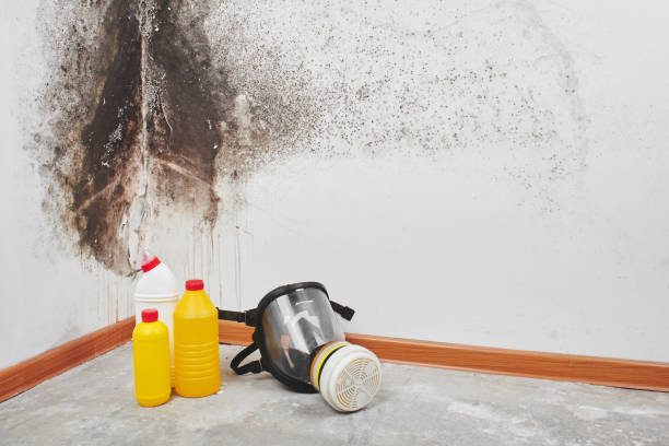 Office Mold Removal Services in Homewood, AL