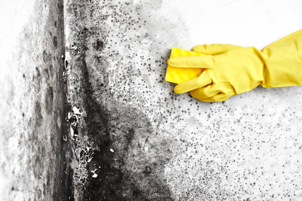 Best Residential Mold Removal  in Homewood, AL