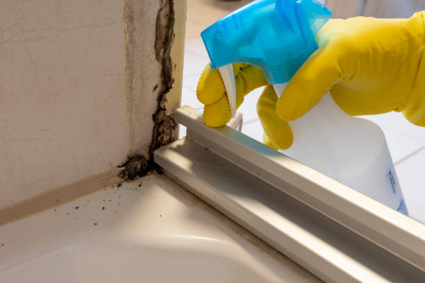Certified Mold Removal in Homewood, AL
