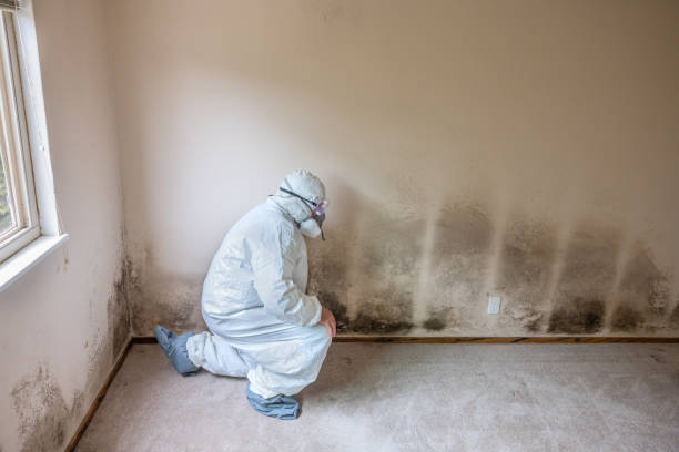 Best Certified Mold Removal  in Homewood, AL