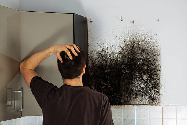 Home Mold Removal in Homewood, AL