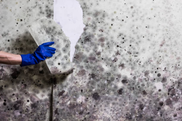 Water Damage Restoration in Homewood, AL
